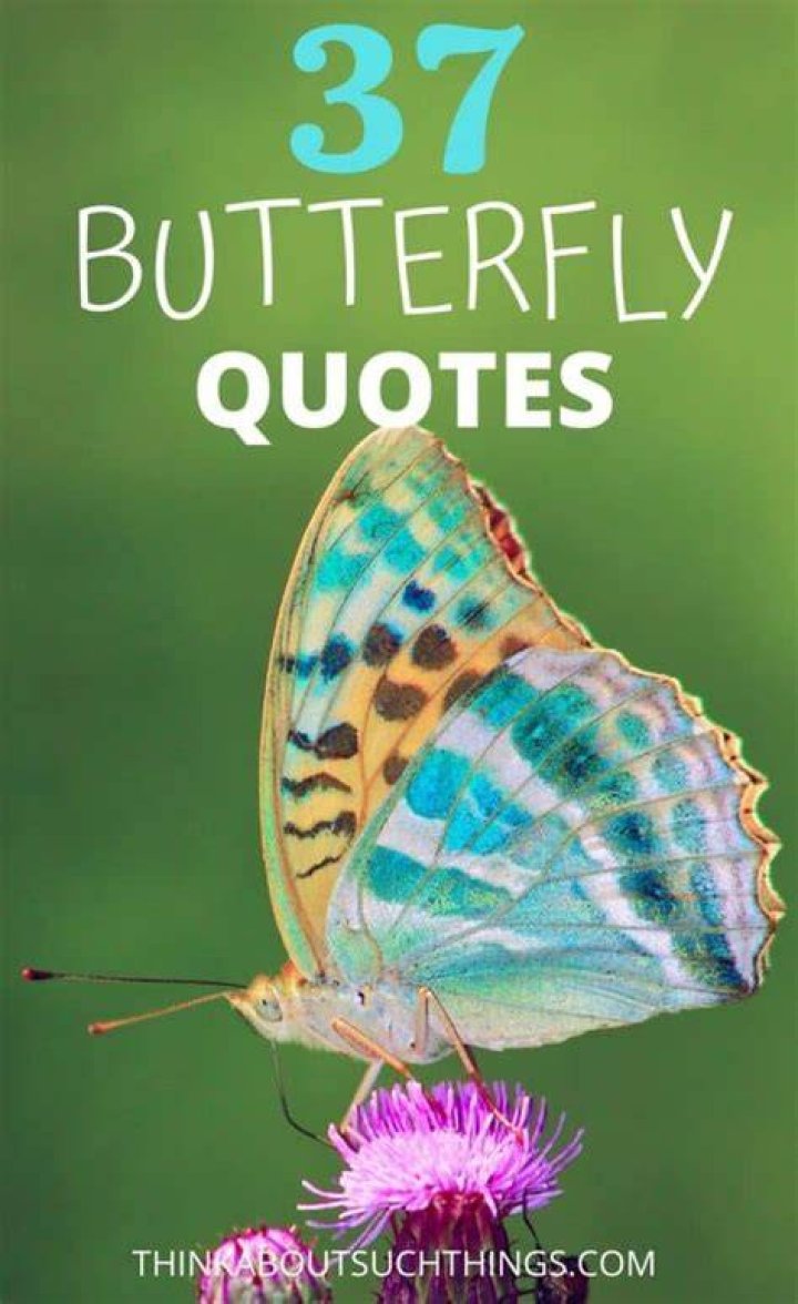 37 Inspirational Butterfly Quotes to Lift Up Your Day Butterfly