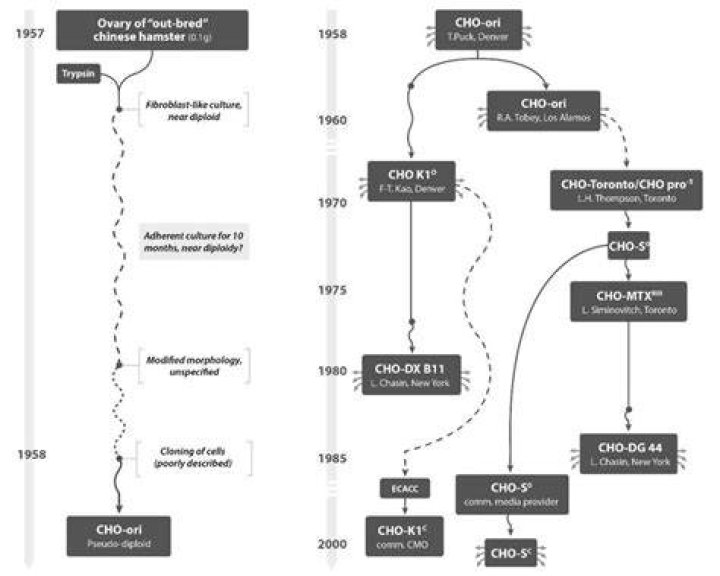 A History of the Cho Family