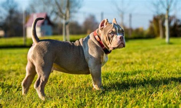American Bully Ch&oacute; Bully Mỹ Wikipedia tiếng Việt / American bully