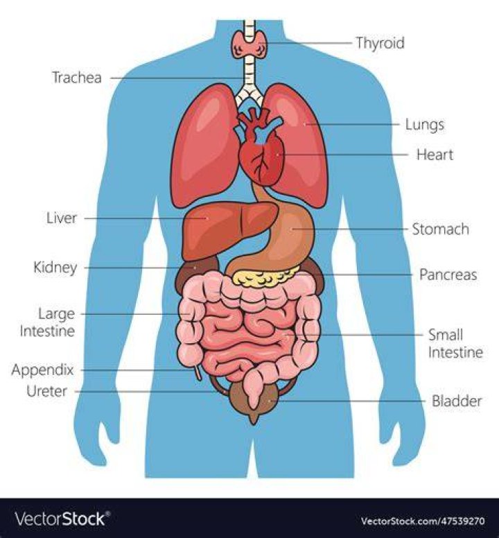 Anatomy of human internal organs from the front showing heart, stomach