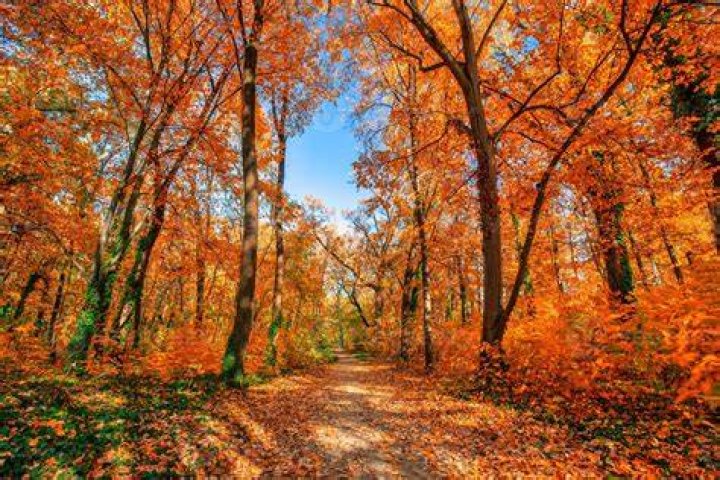  Autumn leaves in a forest