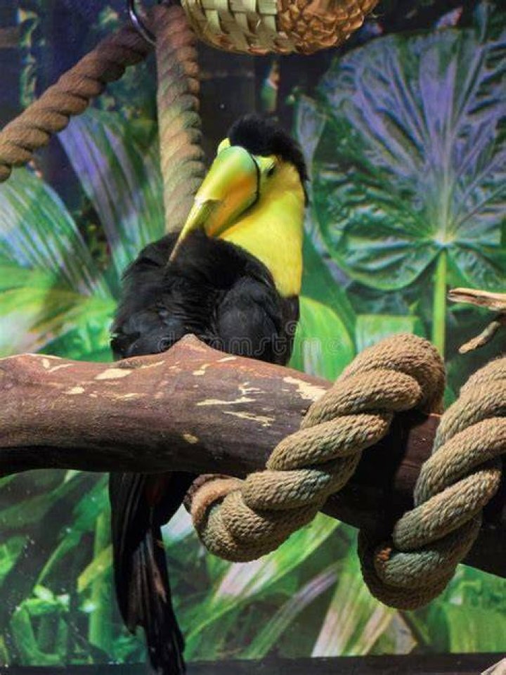 black and yellow toucan sitting on a tree branch in Costa Rica