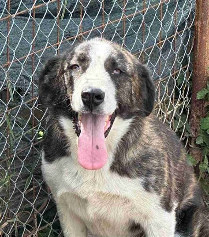 Brynne 1 year old male CrossBreed available for adoption
