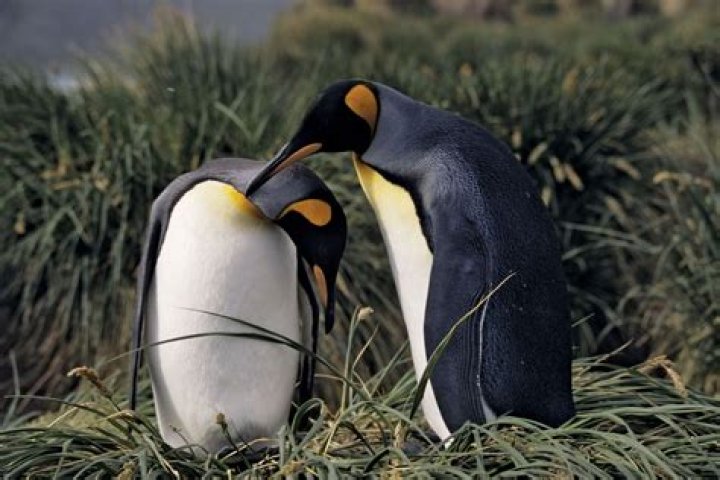 Courtship Definition, Behavior, Animals, Examples, & Facts Britannica