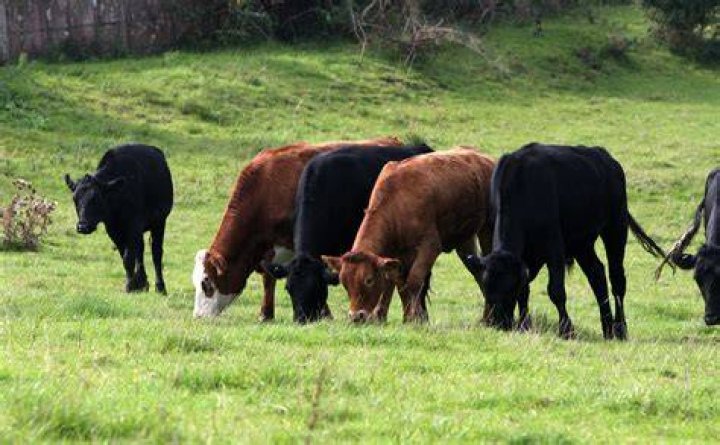 cows