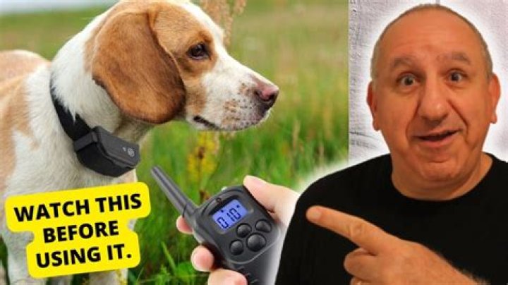 Do Vets Shock Collars? [Honest Truth]