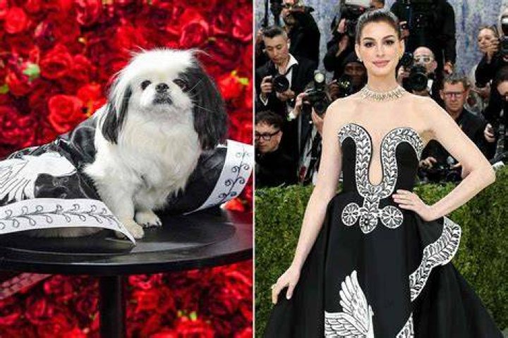 Dogs Set To Recreate Met Gala 2024 Looks at Pet Gala