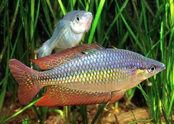 Eastern rainbowfish Alchetron, The Free Social Encyclopedia