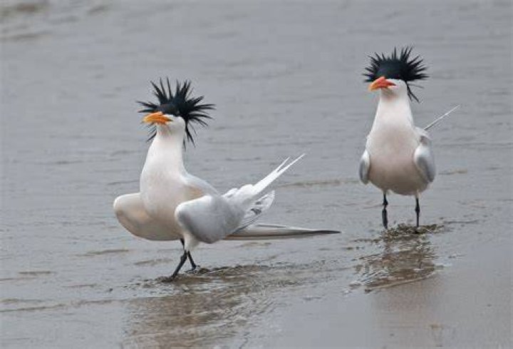 elegant terns Beautiful birds, Most beautiful birds, Silly animals