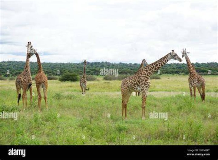 group of giraffes spotted on safari with international medical aid