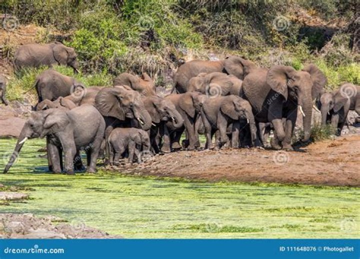 herd of elephants in Kruger National Park South Africa