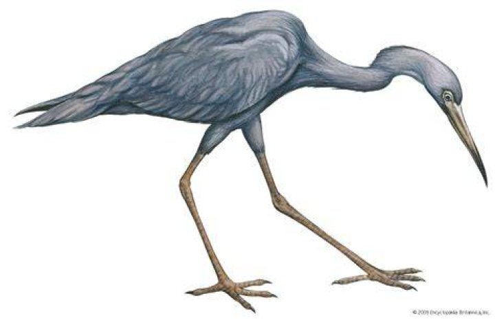 HERON