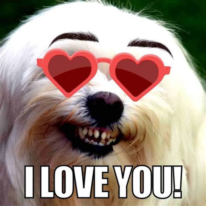 I love you memes for your loved ones