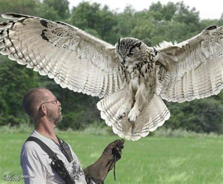 Largest owl Owl, Cute animals, Animals