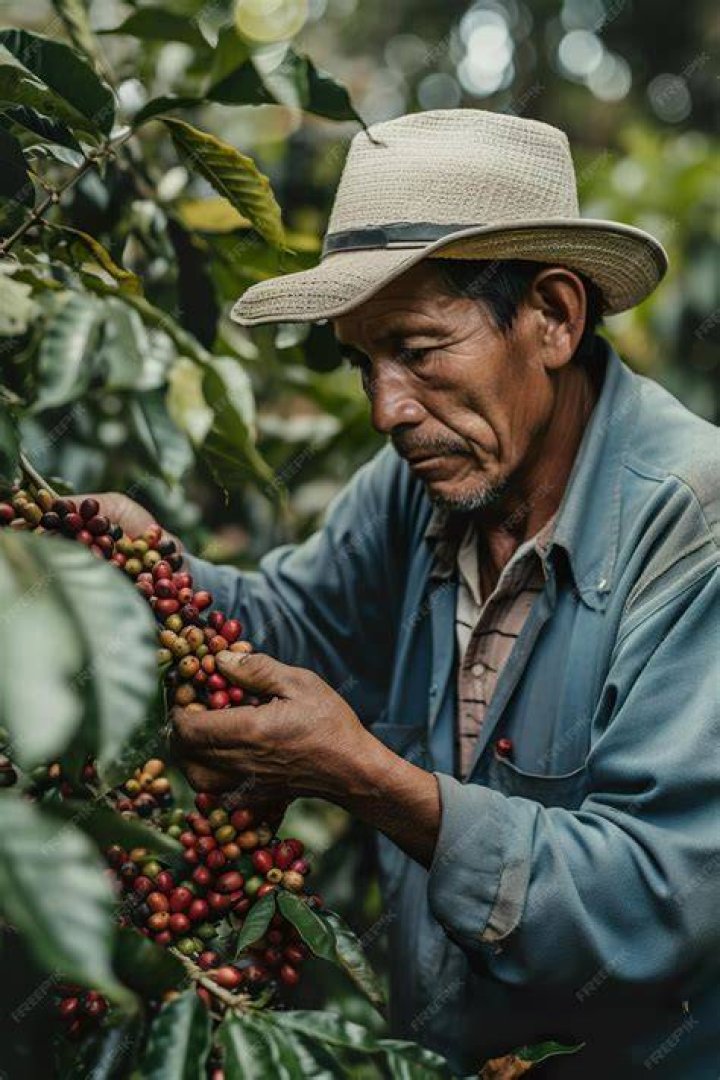 man picking coffee beans in Guatemala