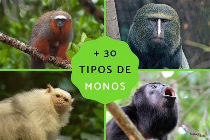 Monos