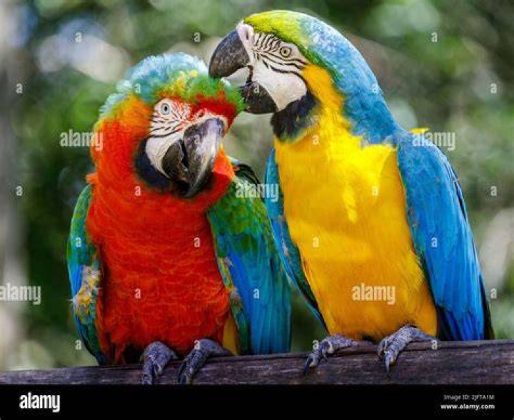 Parrots in Brazil
