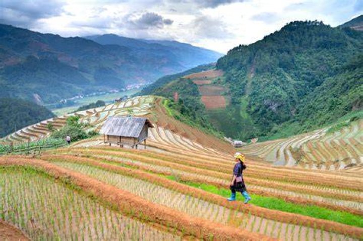 person overlooking rice terraces in the philippines