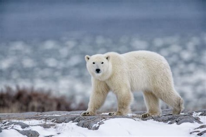 Polar Bear Facts Behavior, Diet, Habitat, and More