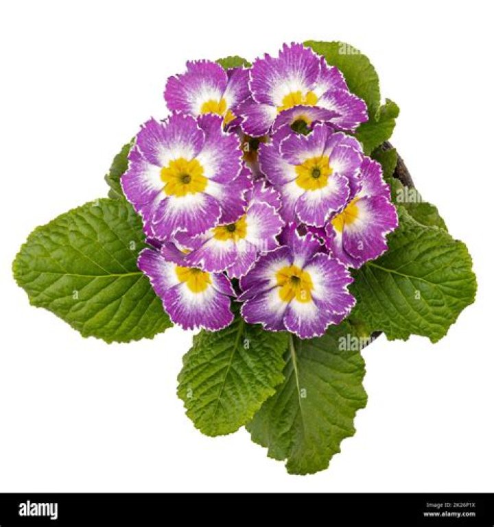primula