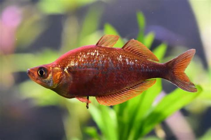 Red rainbowfish