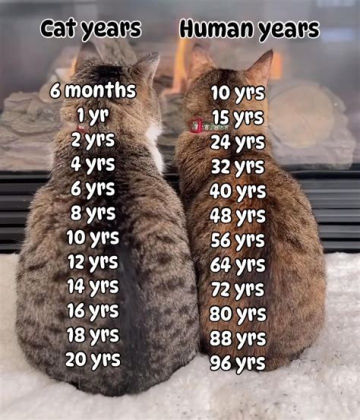 Robert Card Wikipedia And Age: How Old Is He?