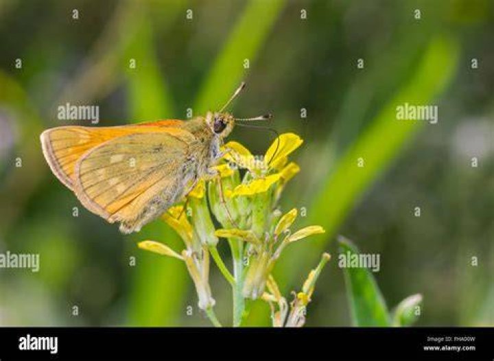 Skipper (Hesperiidae) butterfly sucking nectar on flowering wild clover