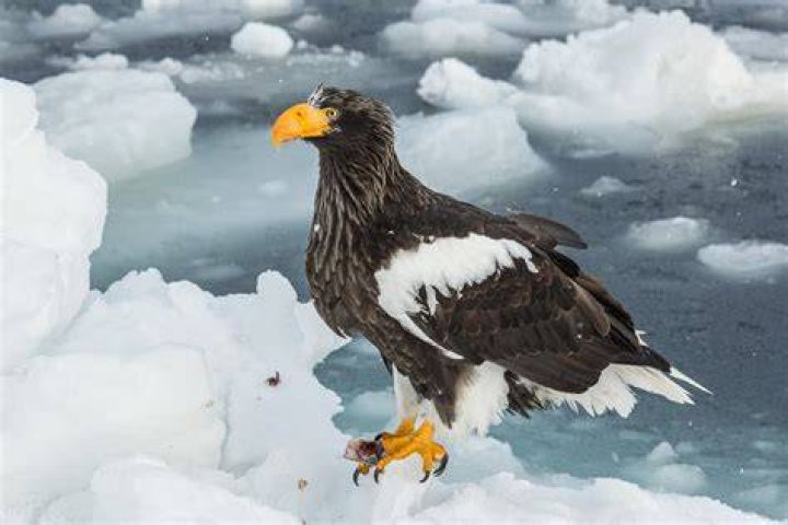 stellers sea eagle bald eagles Photo (24644076) Fanpop