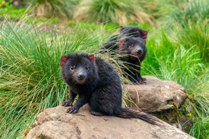 Tasmanian Devil as Wildlife of Ozaar Island in Disney's Animal Kingdom The Movie (2014) 
