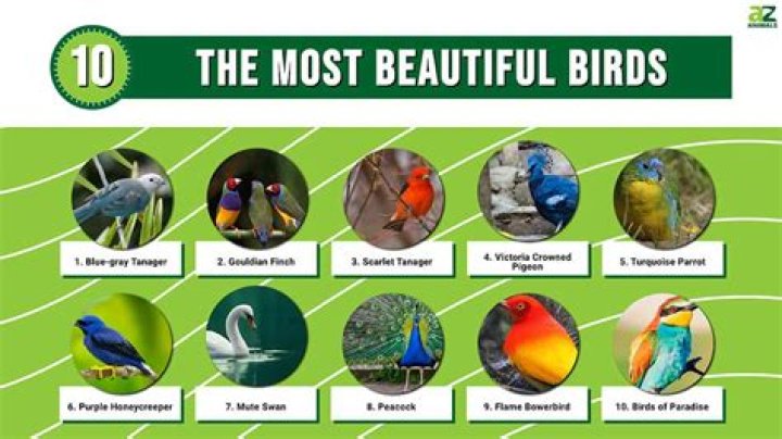 The Top 10 Beautiful Birds with Elegant Crests HubPages