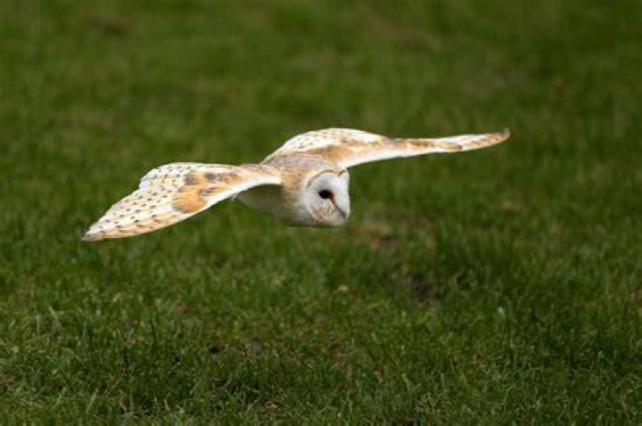 TrogTrogBlog The world's largest owls