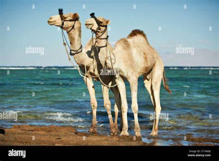 Two camels on the beach in Morocco