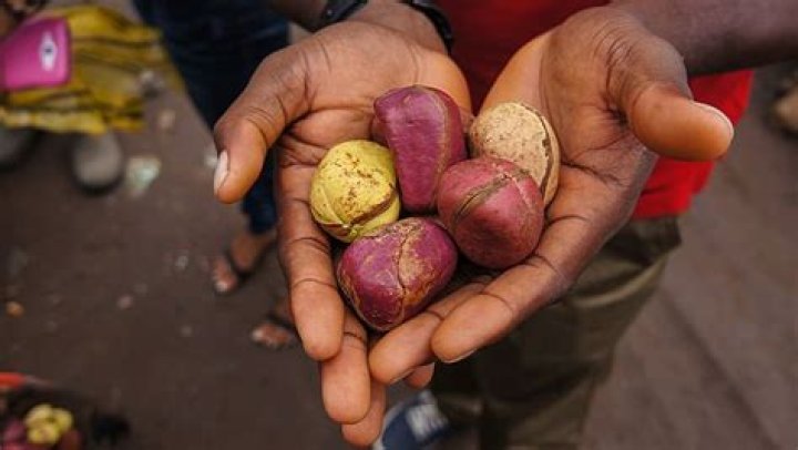 West African Kola Nuts Health Benefits Side Effects