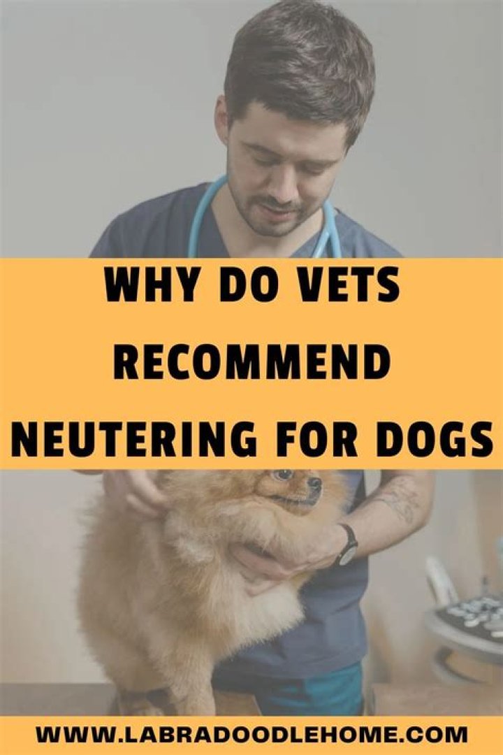 Why Do Vets Neutering For Dogs? Here's Why!