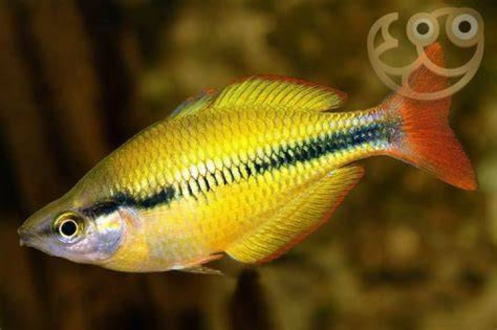 Yellow RainbowfishMelanotaenia herbertaxelrodi