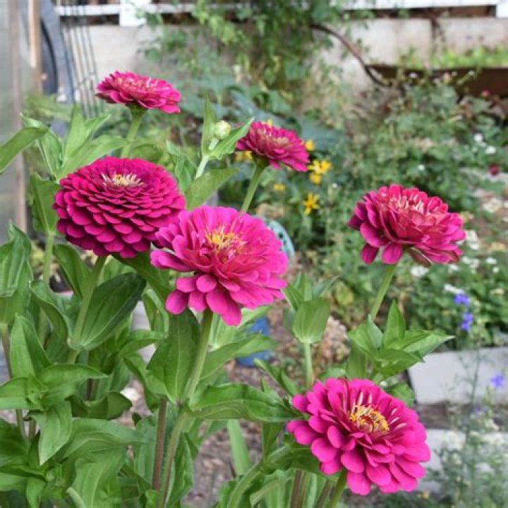 Zinnias by Clairo from USA